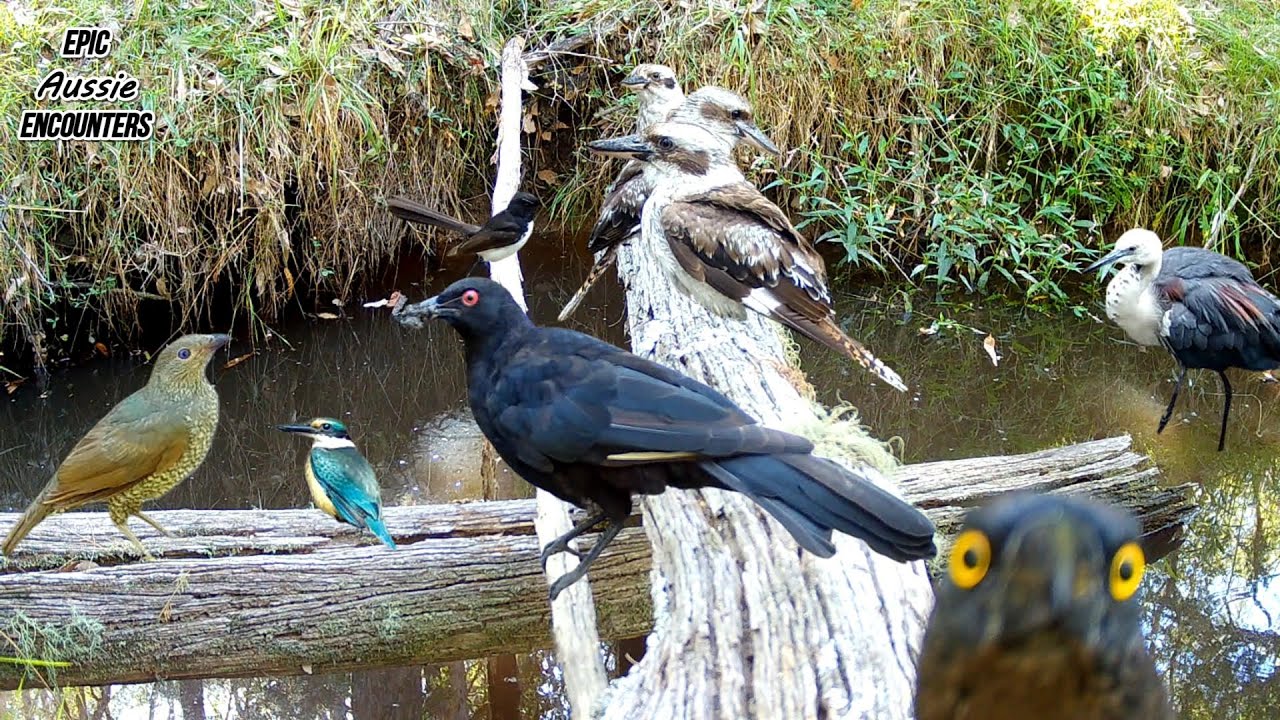 Birdlife at a Bush Log Crossing | Australia