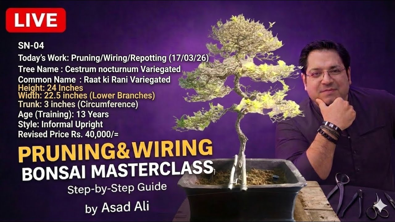 SN-04 Cestrum nocturnumVariegated Live Demonstration and tutorial of Bonsai Pruning/Wiring/Repotting