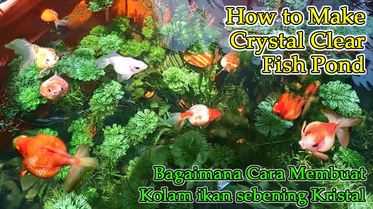 How to Make Cystal Clear Pond Water / Bagaimana Membuat Air Kolam Sebening Crystal