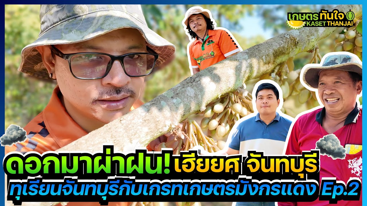 ดอกมาผ่าฝน! สวนเฮียยศ จันทบุรี ทุเรียนจันทบุรีกับเกรทมังกรแดง EP.2 | เกษตรทันใจ