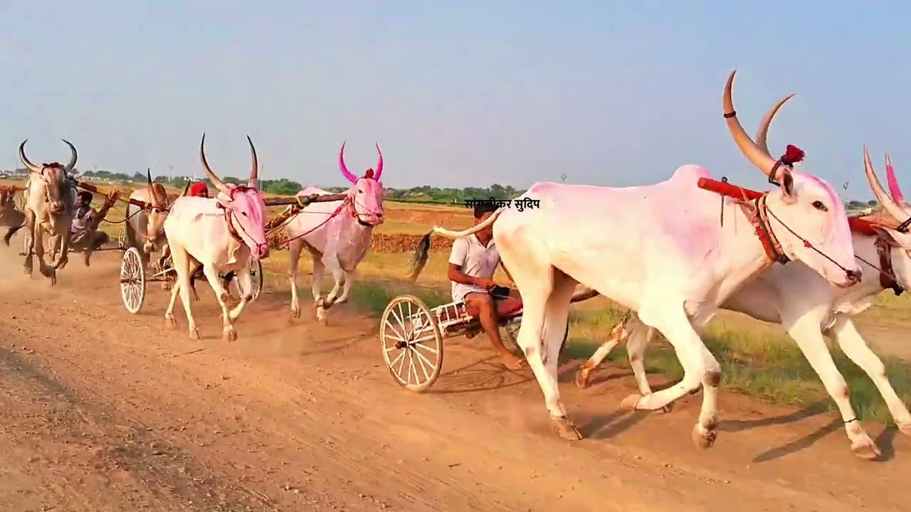 जनरल 51000 गट / जिगरबाज खेळ | नंबर 1 आणि 2 साठी जोरात चुरस watambare racing club