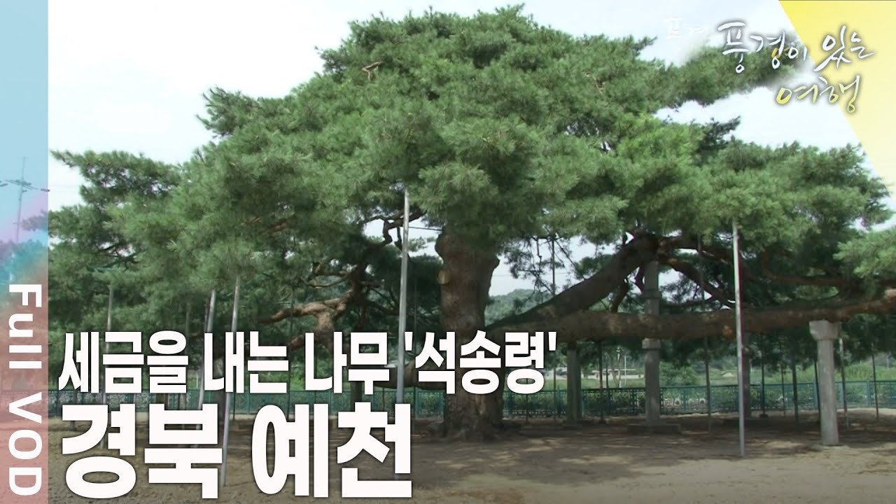 땅을 가진 부자나무, 매년 세금을 내는 성실 납세자가 있다? 경북 예천 [풍경이 있는 여행 KBS 20100903 방송]