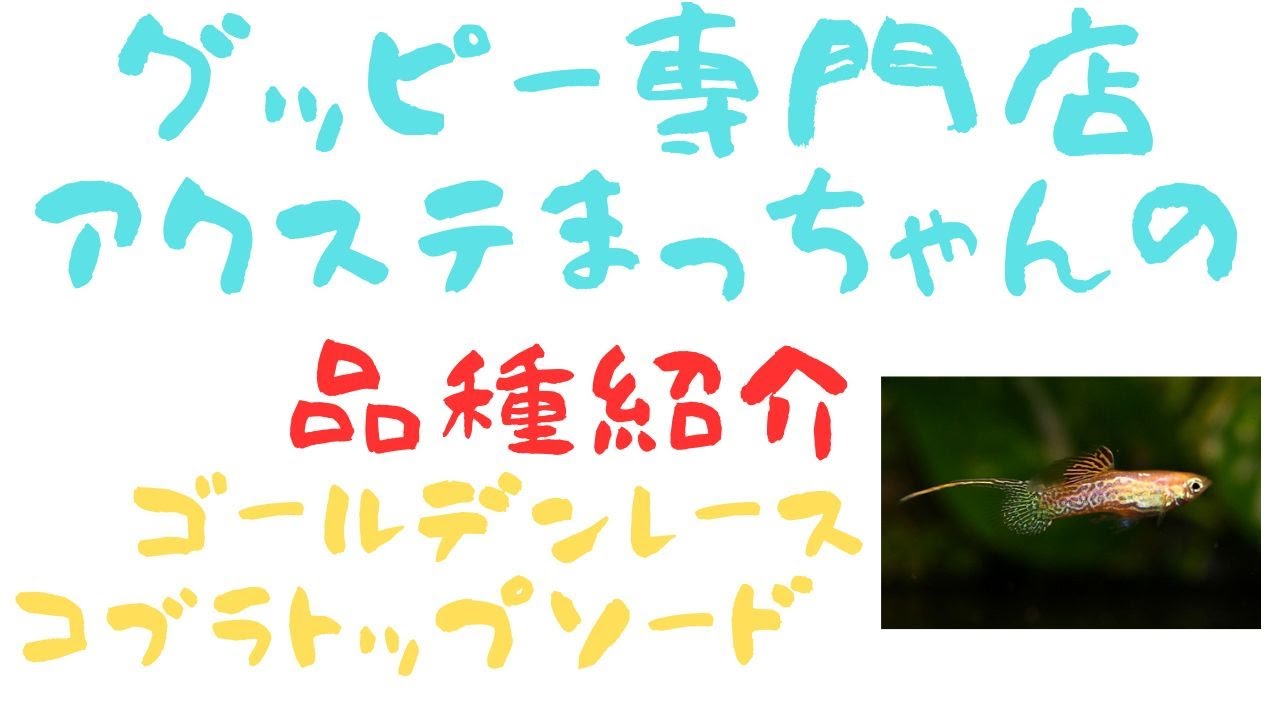 グッピー品種解説　ゴールデンレースコブラトップソードグッピー