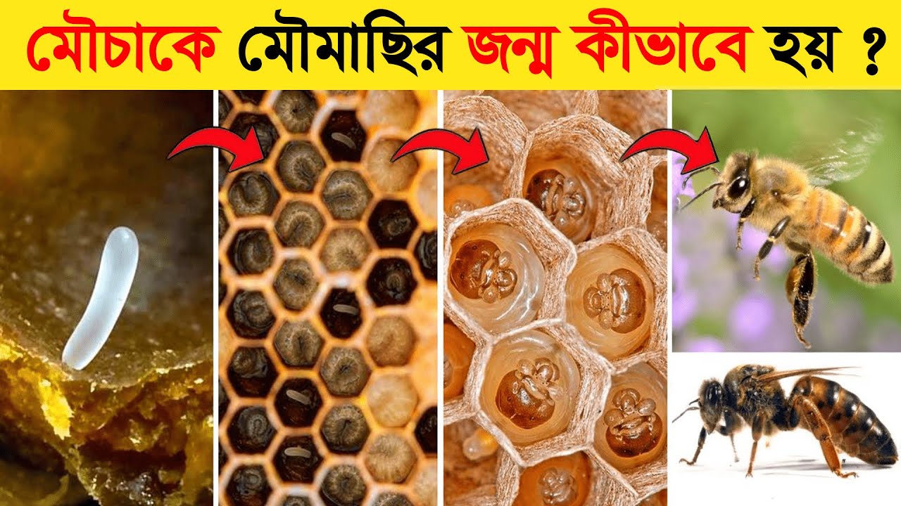 মৌমাছির জীবনচক্র | Honey Bee Life Cycle Video | Life Cycle Of Honey Bee In Bangla