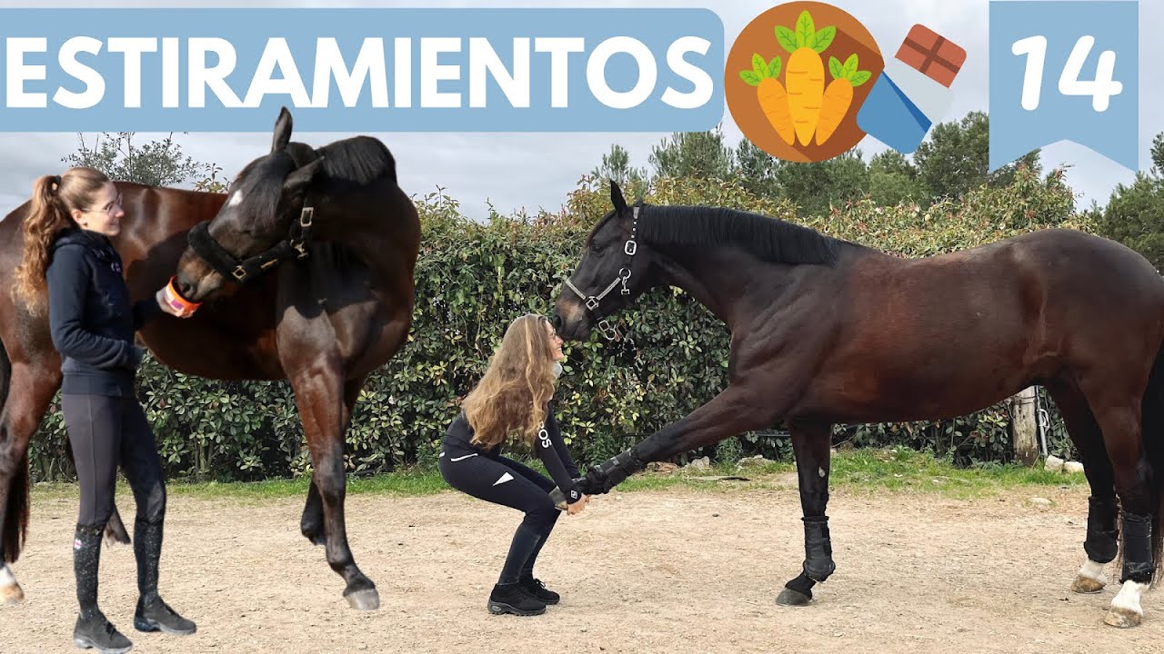 ¡Aprende estiramientos básicos para tu caballo! 🔥🥕🐴🧘🏼‍♂️