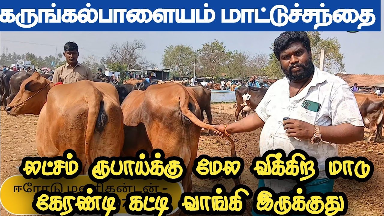 லட்சம் ரூபாய்க்கு மேல விக்கிற மாடு கேரண்டி கட்டி வாங்கி கொடுத்திருக்கிறேன் #கருங்கல்பாளையம்#erode 
