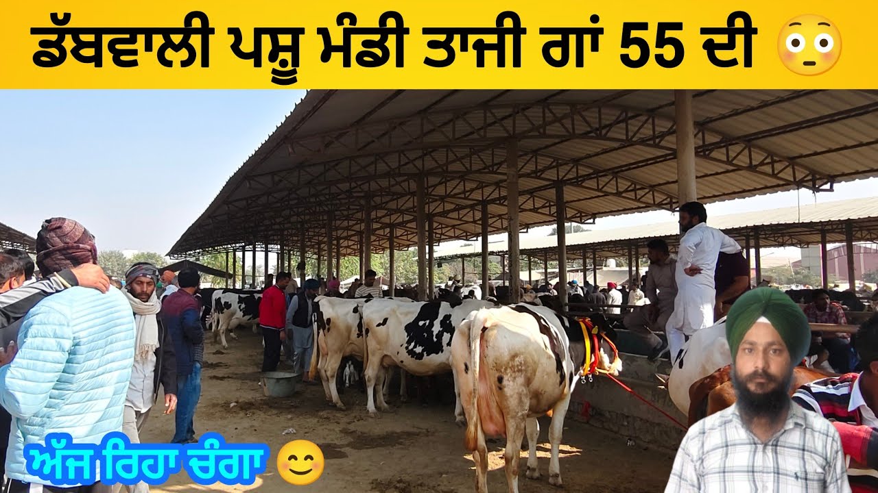 ਡੱਬਵਾਲੀ ਪਸ਼ੂ ਮੰਡੀ। Dabwali Pashu mandi today #buffalo #cow
