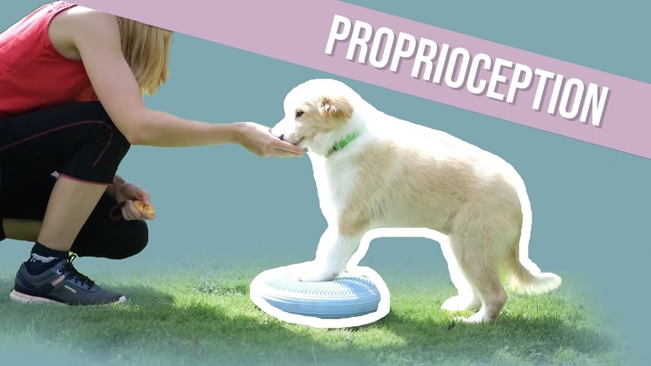 Commencer LA PROPRIOCEPTION avec SON CHIOT 🐶 (3 exercices)