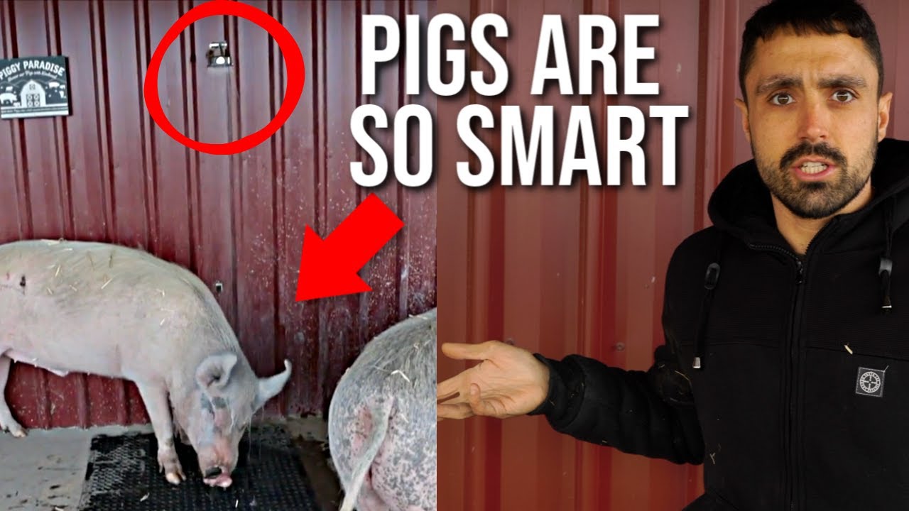 UNBELIEVABLE PIGS Can Operate Their Own Shower!
