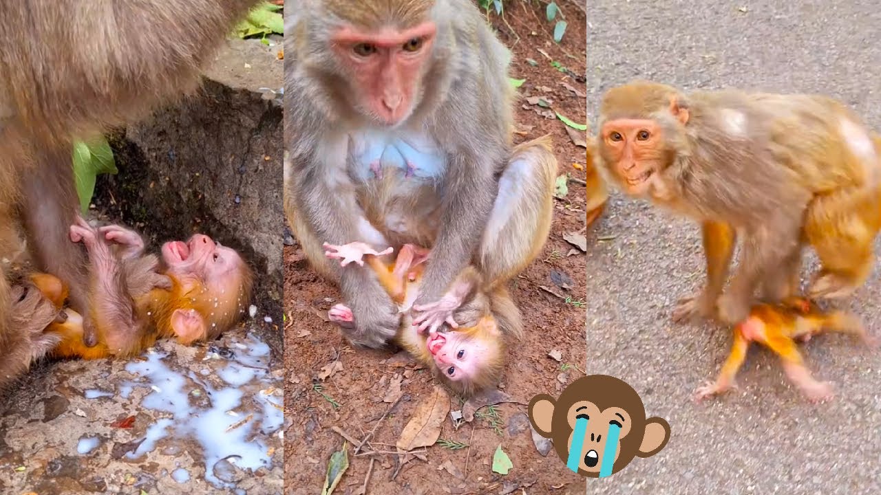 The mother monkey was so busy eating that she stepped on her baby, the baby monkey cried loudly