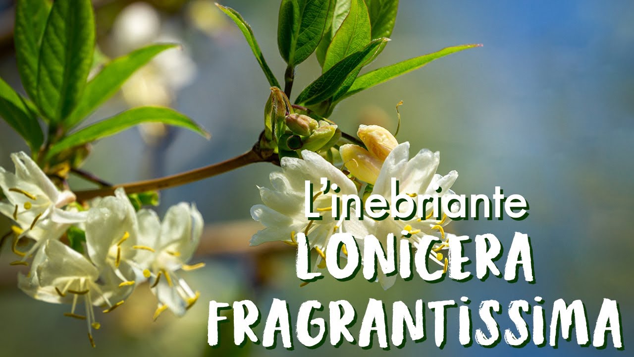 Lonicera Fragrantissima, hai mai sentito un profumo tanto buono?