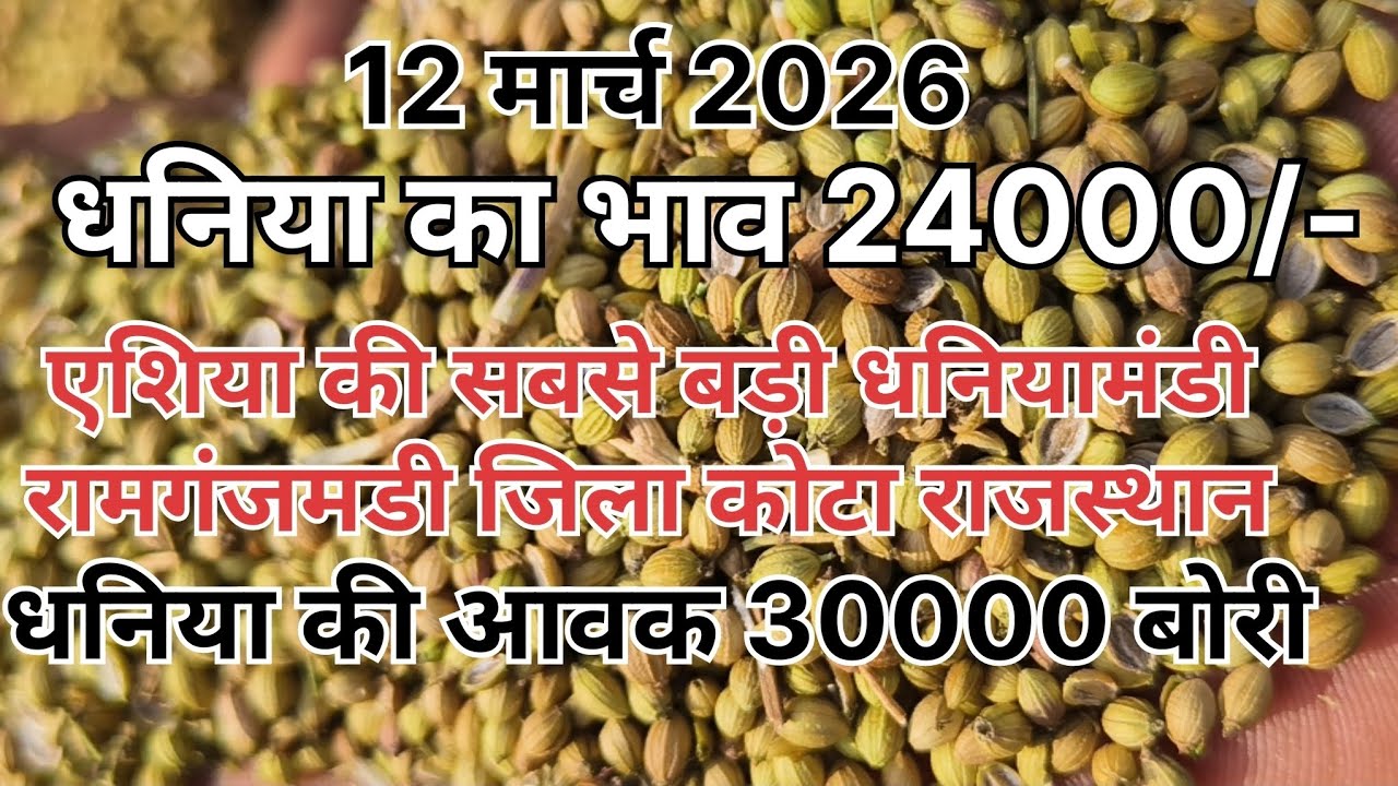 धनिया के भाव में बड़ा उलटफेर ।। एशिया की सबसे बड़ी धनियामंडी ।। धनियामंडी रामगंजमंडी ।। Coriander