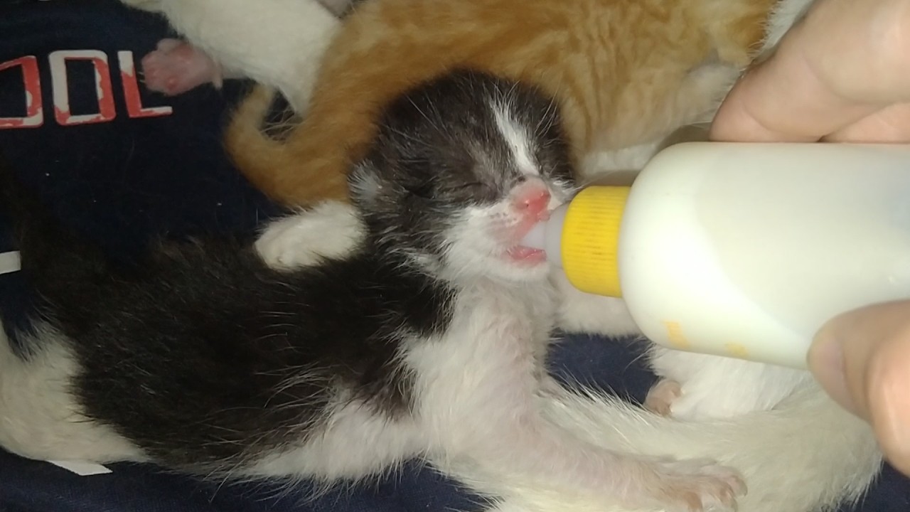 Newborn Kittens Struggling to Get Mother’s Milk | Stronger Adopted Siblings Pushing Them Away