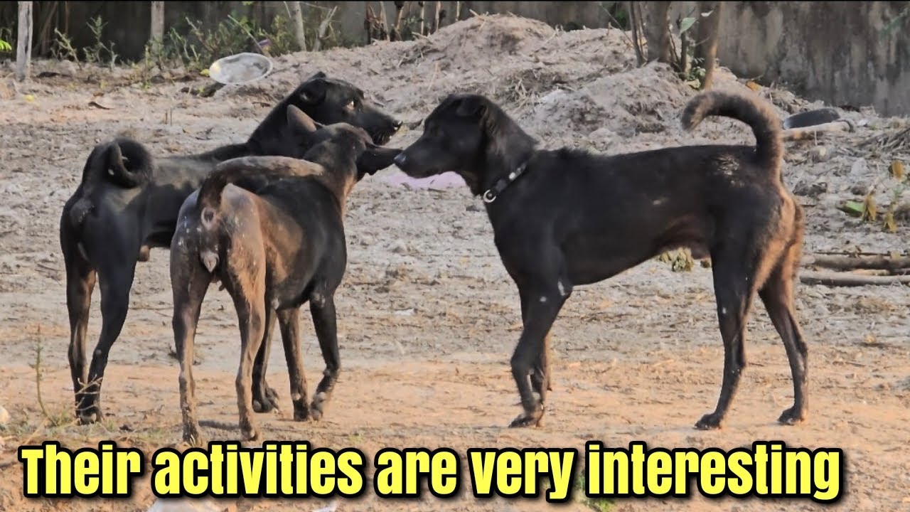 THEIR ACTIVITIES ARE VERY INTERESTING #dogs