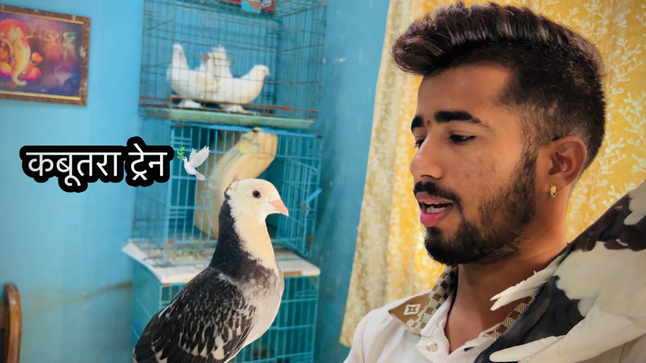 मोठा कबुतर ला कसा ट्रेन करायचा 🕊️!! Jatin mhatre vlog 