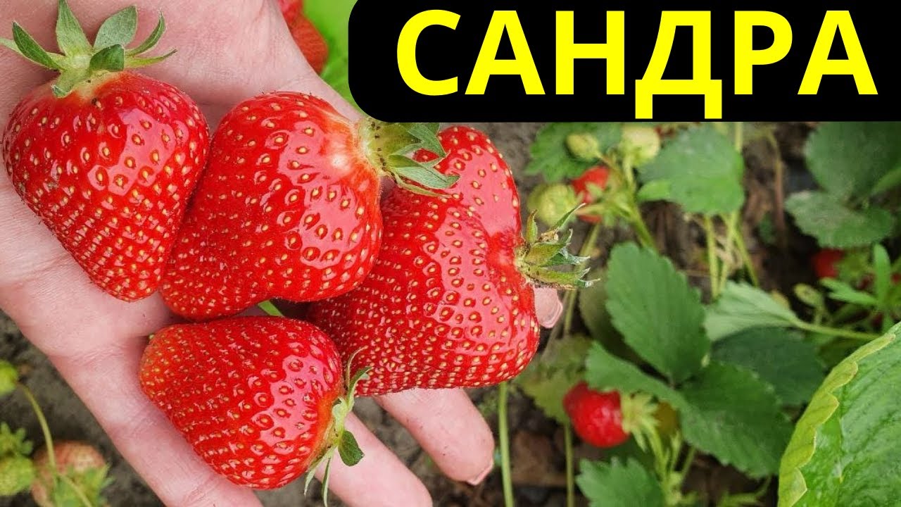Обзор клубники Сандра, Брилла, Ания (Аня), а также другие сорта