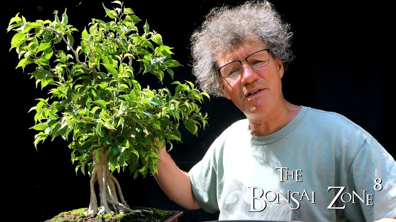 Pruning and Repotting My Ficus bejamina, The Bonsai Zone, July 2021