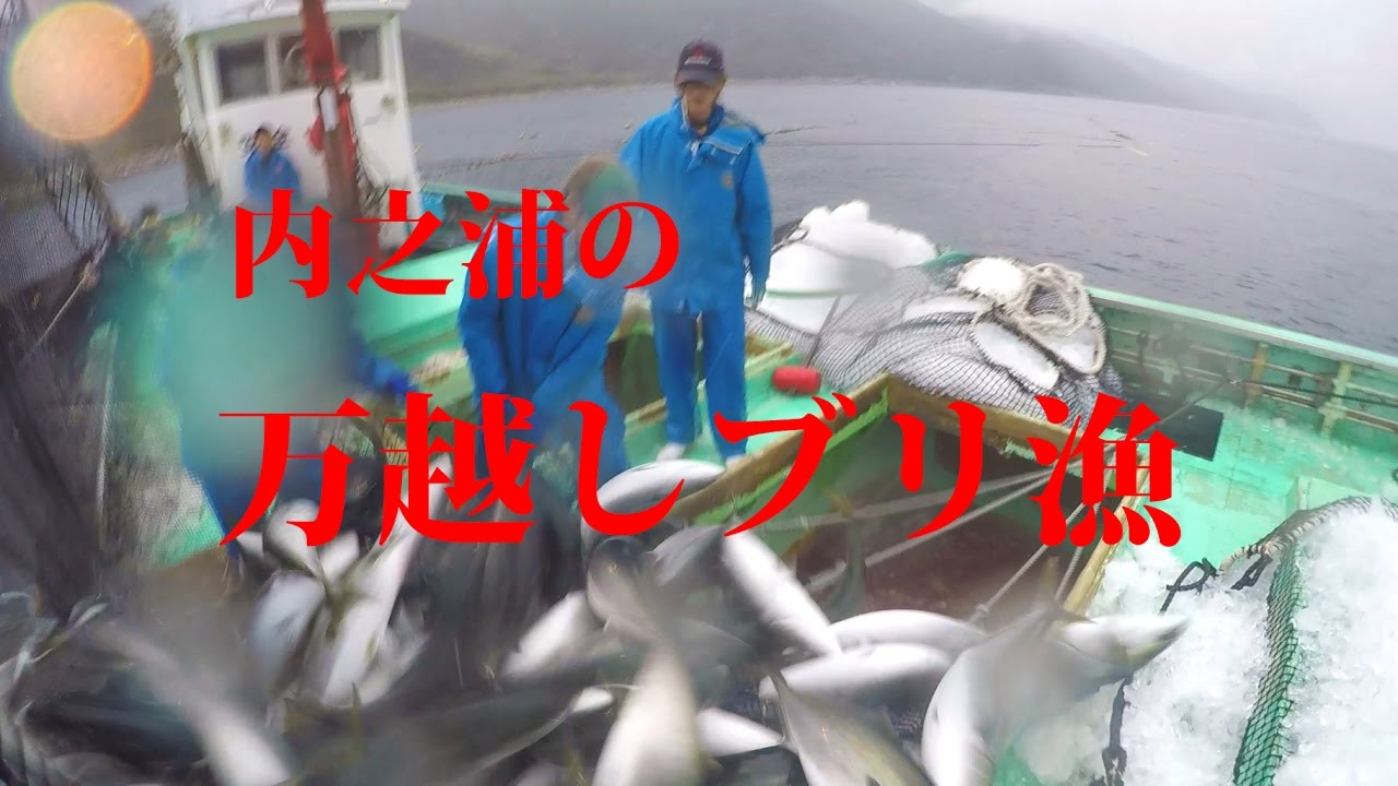内之浦の万越しブリ漁