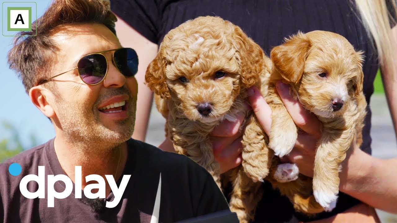 Jan Thomas' verden | Jan og Harlem ser etter en hund sammen | discovery+ Norge