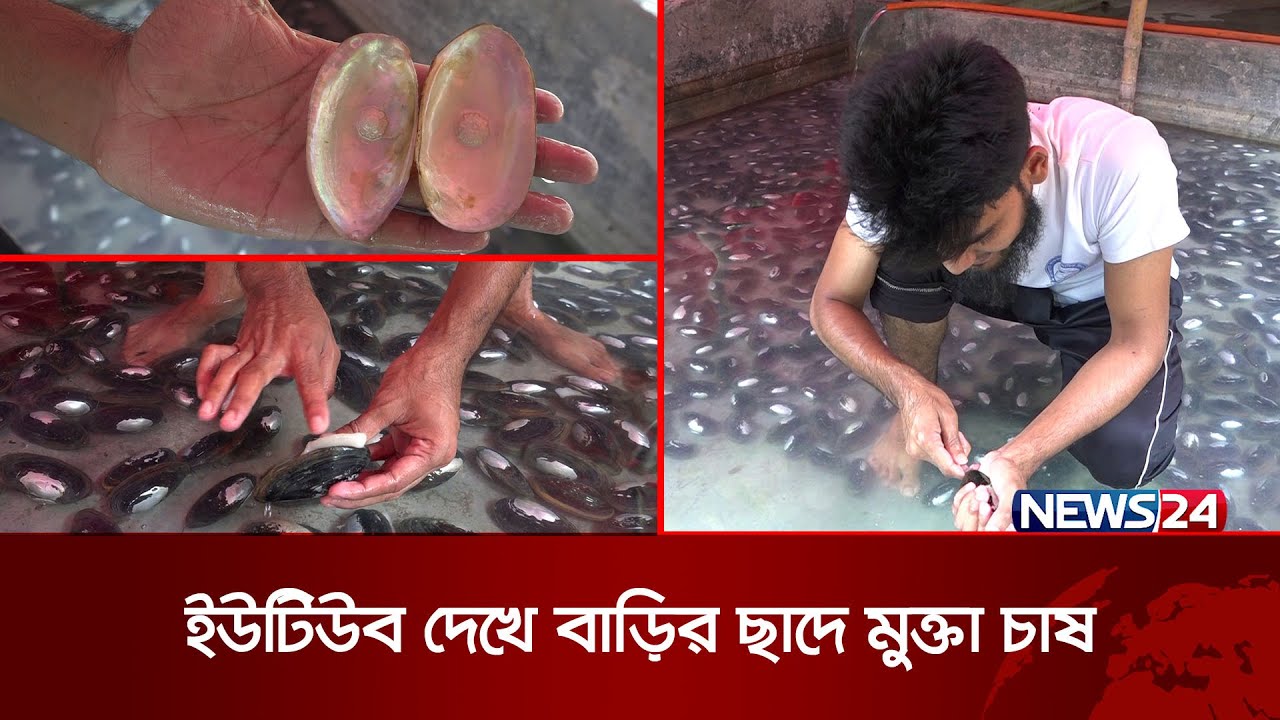 বাড়ির ছাদে মুক্তা চাষে বছরে ২২ লাখ টাকা! | News24