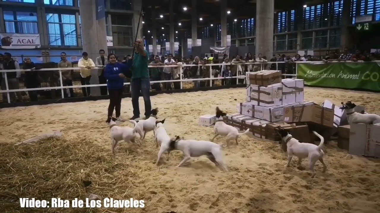 Ratonero bodeguero andaluz FEGASUR 2023, Ifeca Jerez.