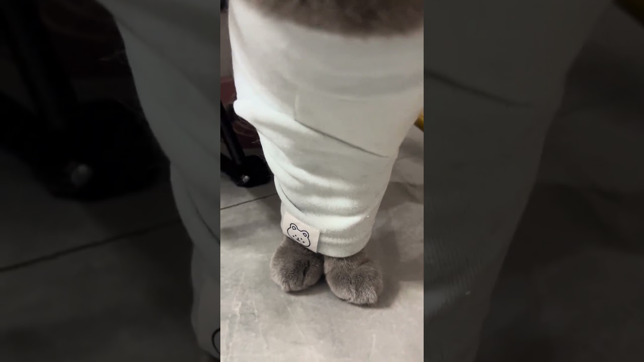 EX0022: Chinese cat walks in tiny steps after legs slip into same sleeve