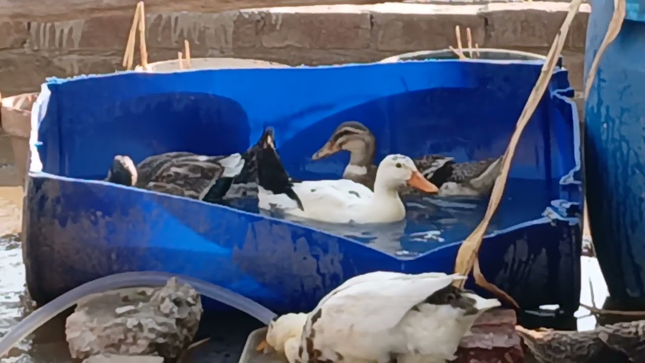 Akhty nahany ka maza hi kuch aur hy