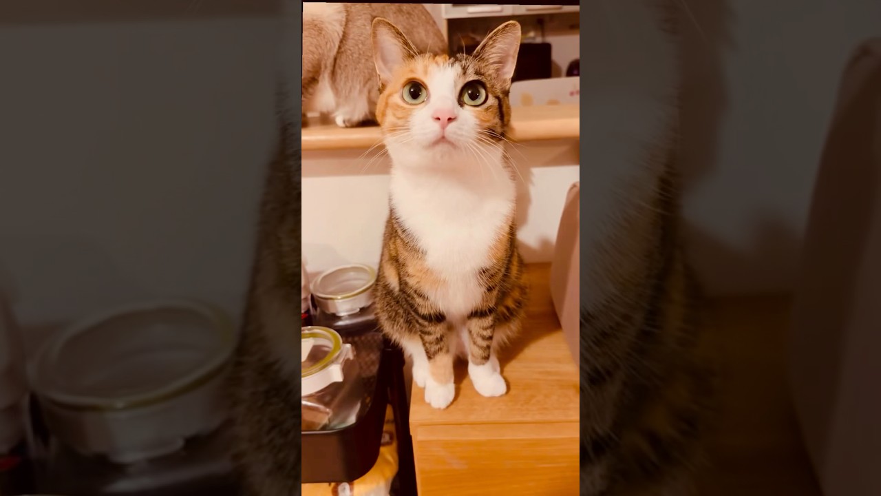 Cat meowing is so adorable