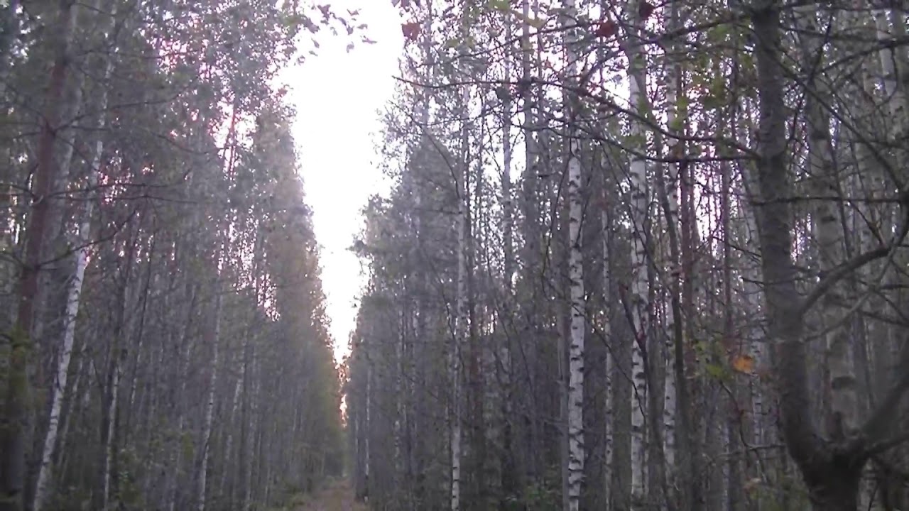 Охота на рябчика, секреты успеха.