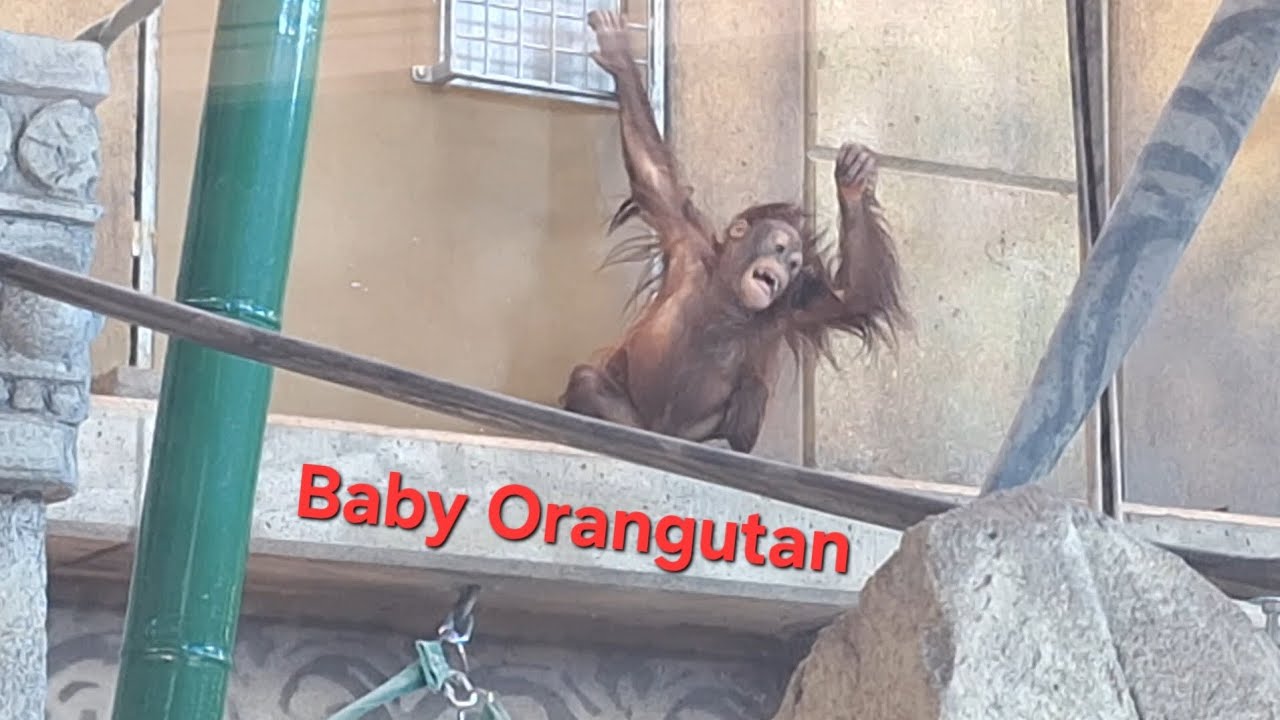 Baby Bornean Orangutan Clementine at Columbus Zoo 