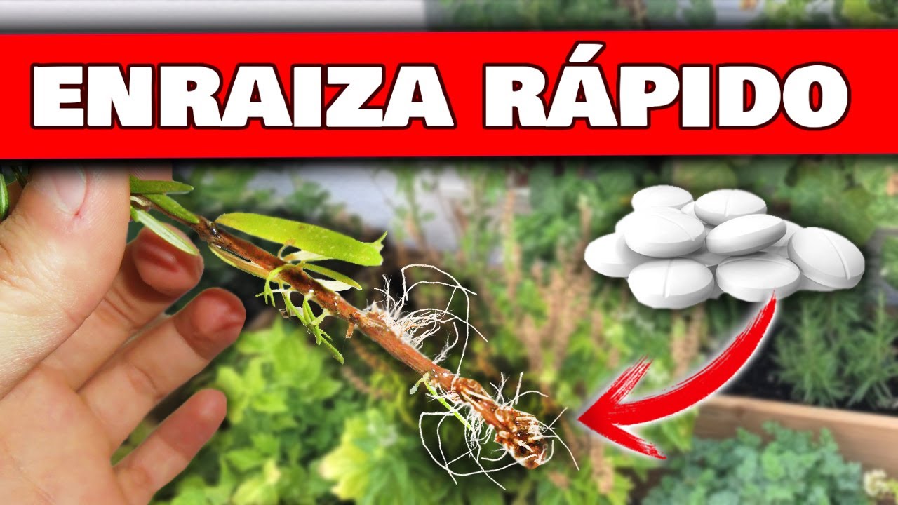 5 POTENTES HORMONAS ENRAIZANTES CASERAS | Enraiza R&aacute;pido y F&aacute;cil Esquejes y Ramas de &aacute;rboles