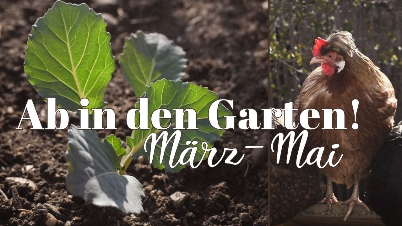 Mini Selbstversorgergarten 🌿 Mit Hühnern, Wachteln & Naturbrut 🐣 März-Mai