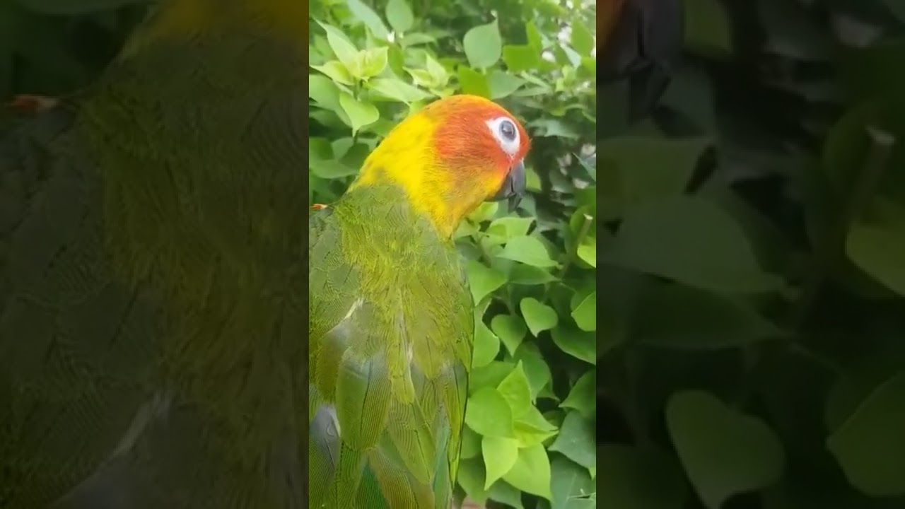 Mango 🥭