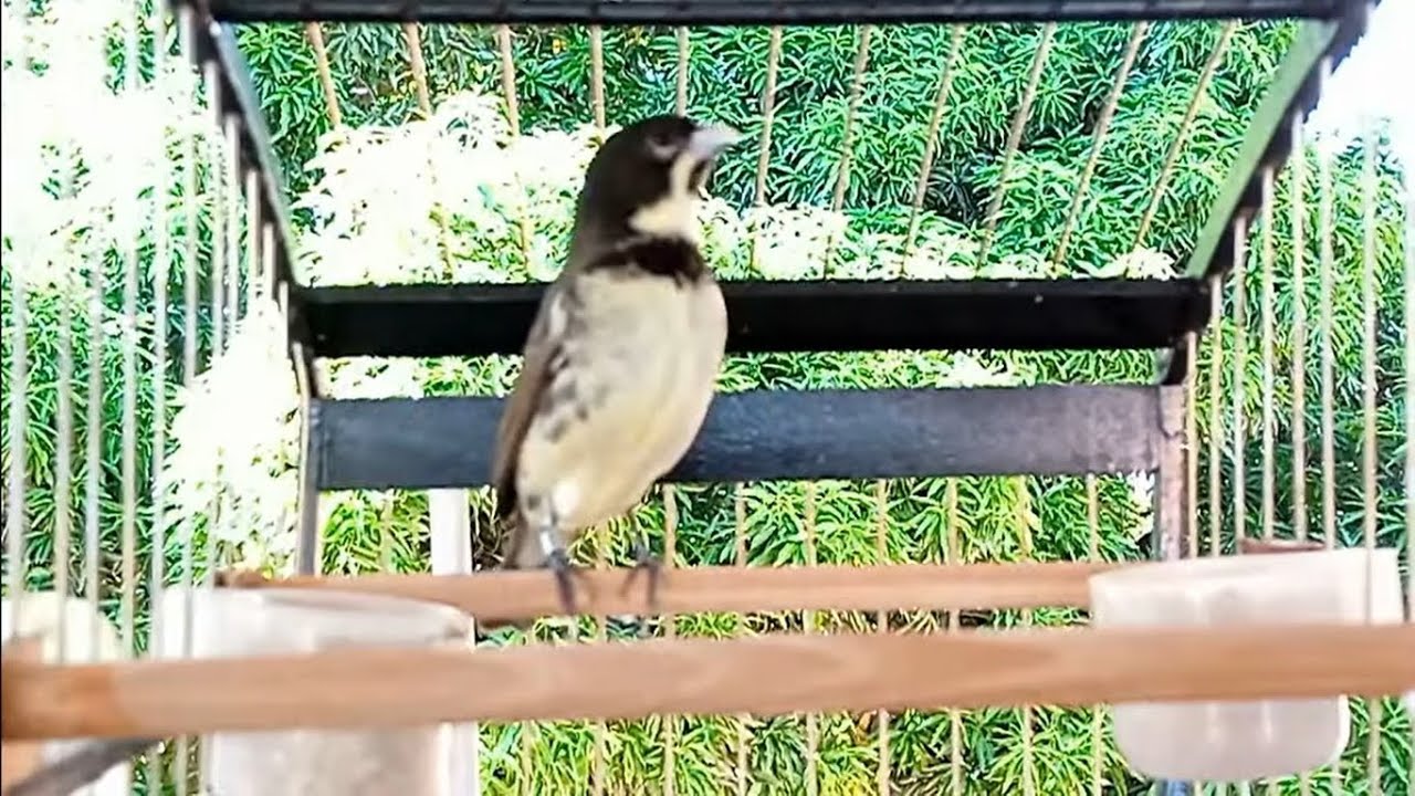 LARANJEIRO MELHOR CANTO TUI TUI ZERO ZERO