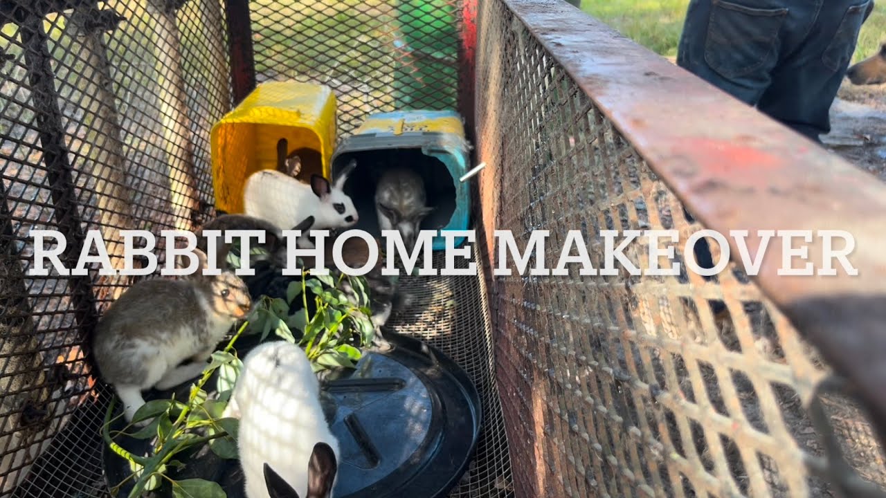 Rabbit home makeover