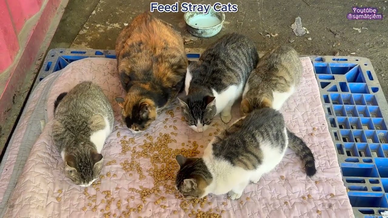 feed stray cats#cat #youtube #videos