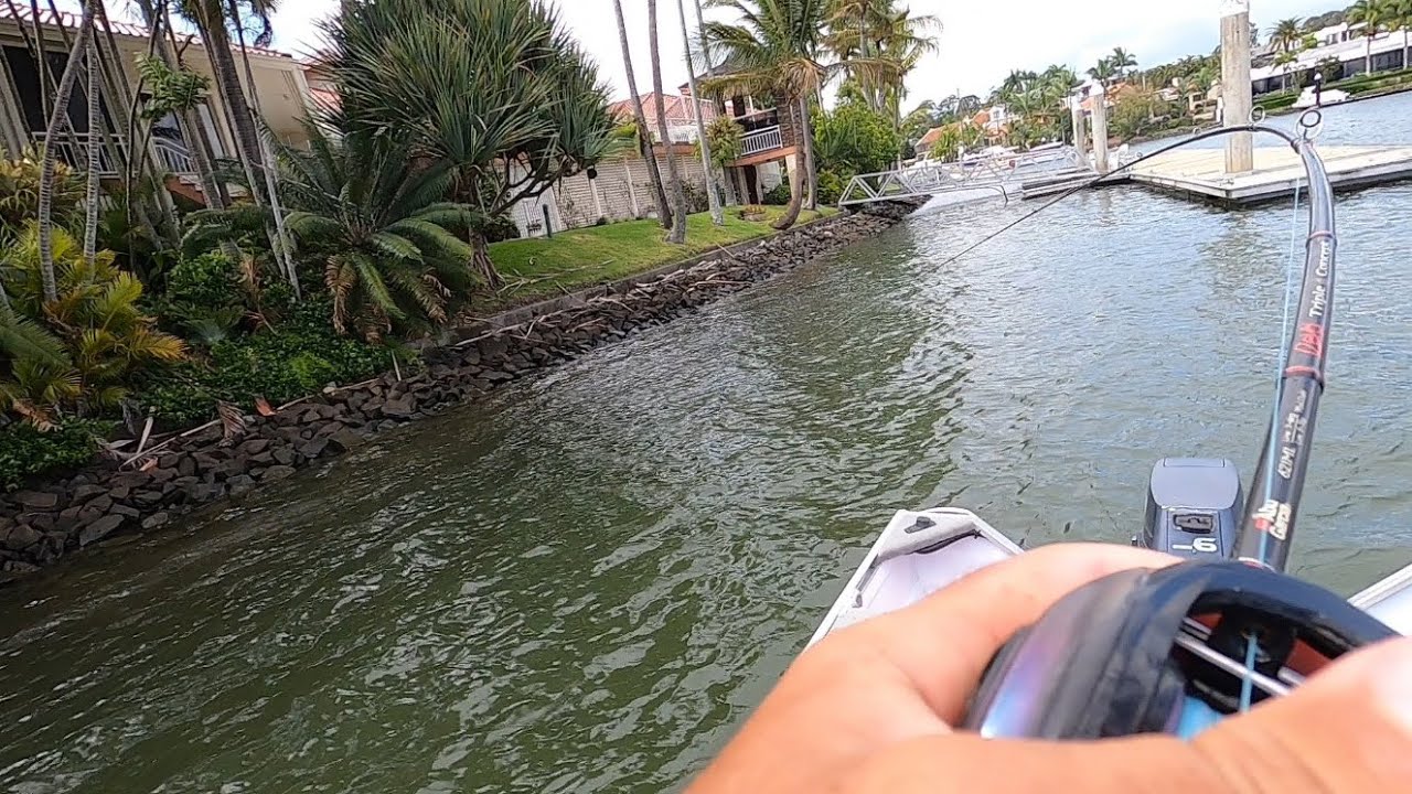 Mangrove Jack fishing Gold Coast canals