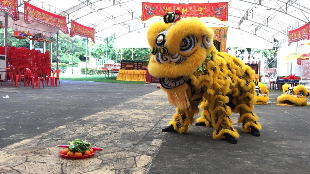 善育龍獅體育會 Shan Yu Lion Dance Cai Qing Performance at Sheng Feng Tan 10 June 2023