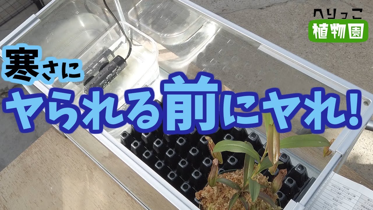 【園芸初心者さん向け冬の準備】寒さにヤられる前にヤれ！【熱帯植物初めての越冬】食虫植物の冬越し管理水槽ケースをバカみたいに高い機材を使わずホームセンターで売ってるものだけで作成せよ。