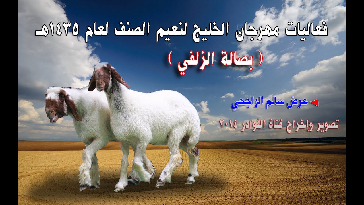 نعيم صنف من عرض المالك/ سالم الراجحي بصالة الزلفي