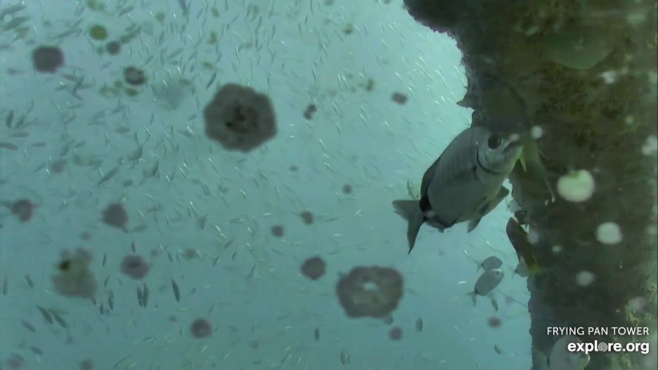 Great White Shark, SharkCam 12/8/20