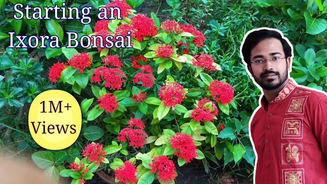 How to make a bonsai tree