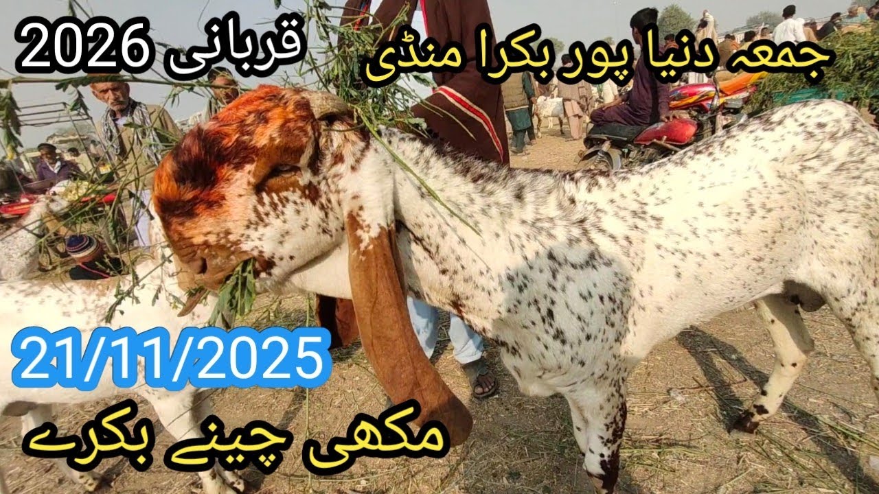 Duniyapur Bakra mandi latest update, 21/11/2025 , دنیا پور بکرا منڈی فریش ریٹ 