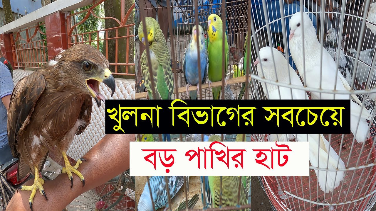খুলনা বিভাগের সবচেয়ে বড় পাখির হাট। Biggest Bird Market in Khulna। Korban Express
