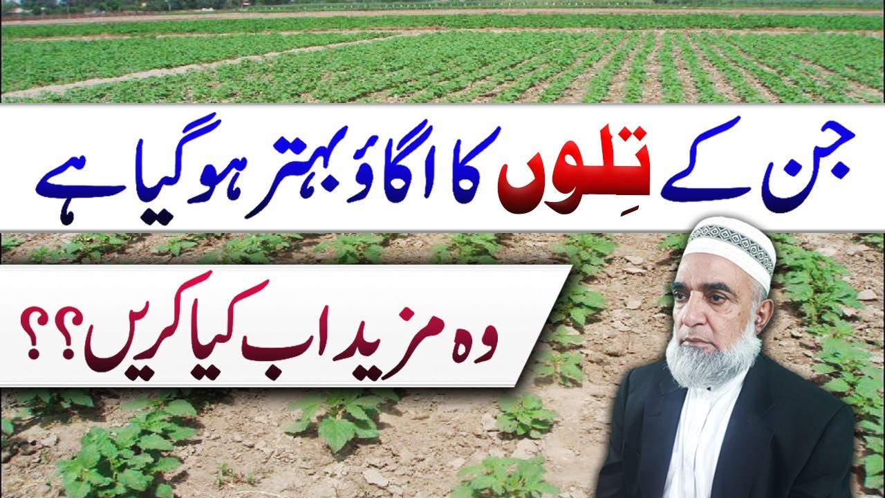 What to do after germination of Sesame plants for better growth || Crop Reformer