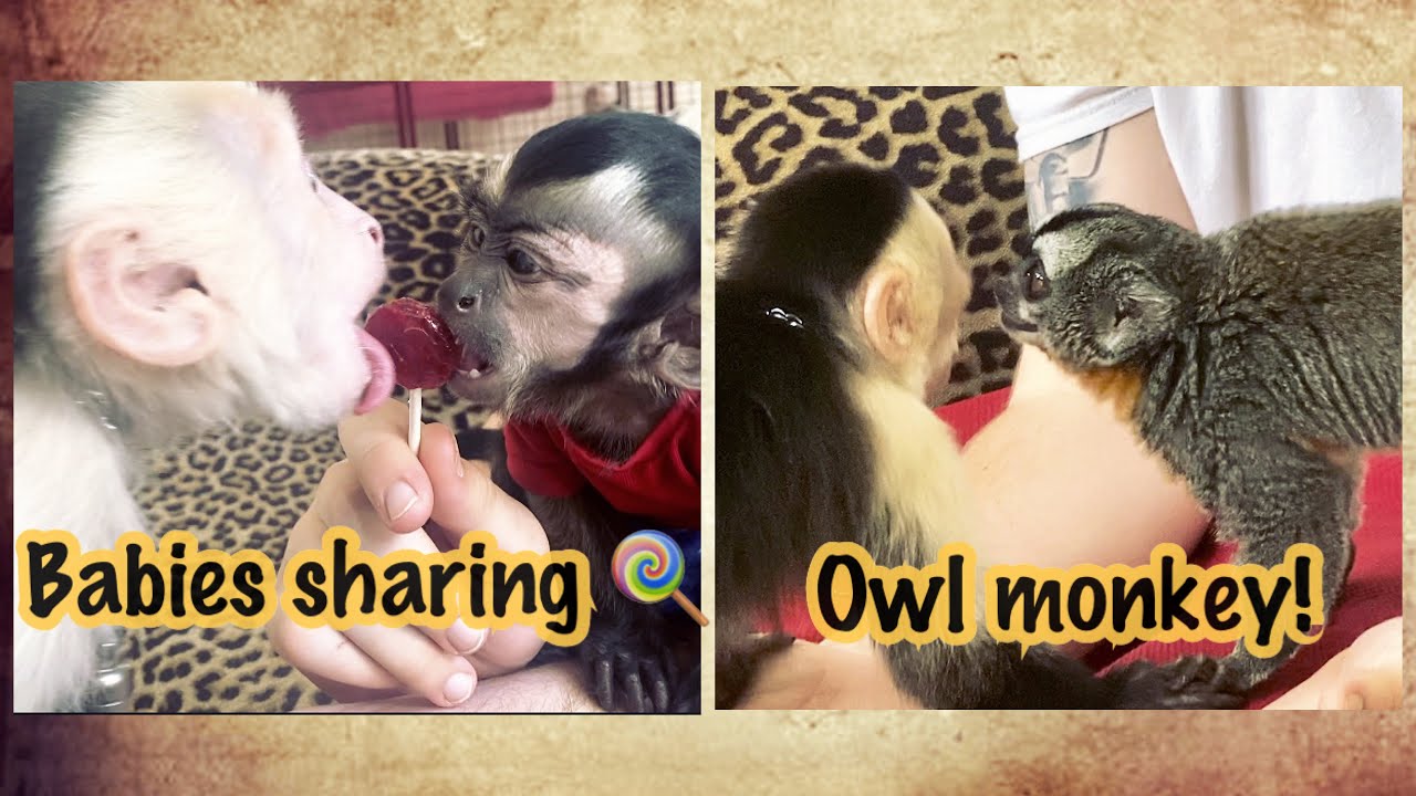 Capuchin Monkeys meet OWL monkey and share a lollipop!