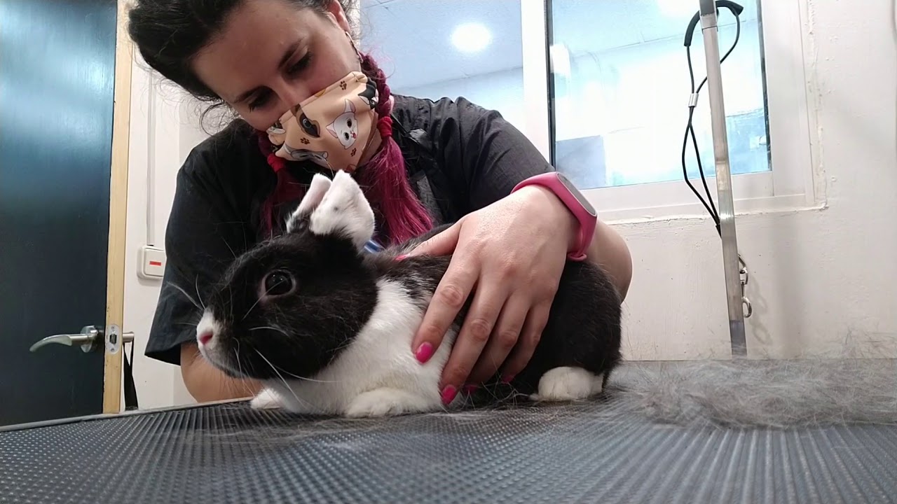 Como peinar a un conejo 🐰Conejo toy cepillado🐇