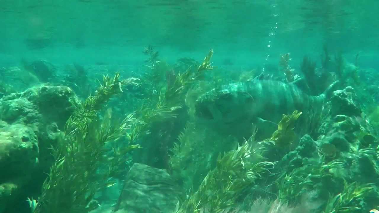 Finding Nemo Submarine Voyage Disneyland 2012 FULLHD by Dolbyman