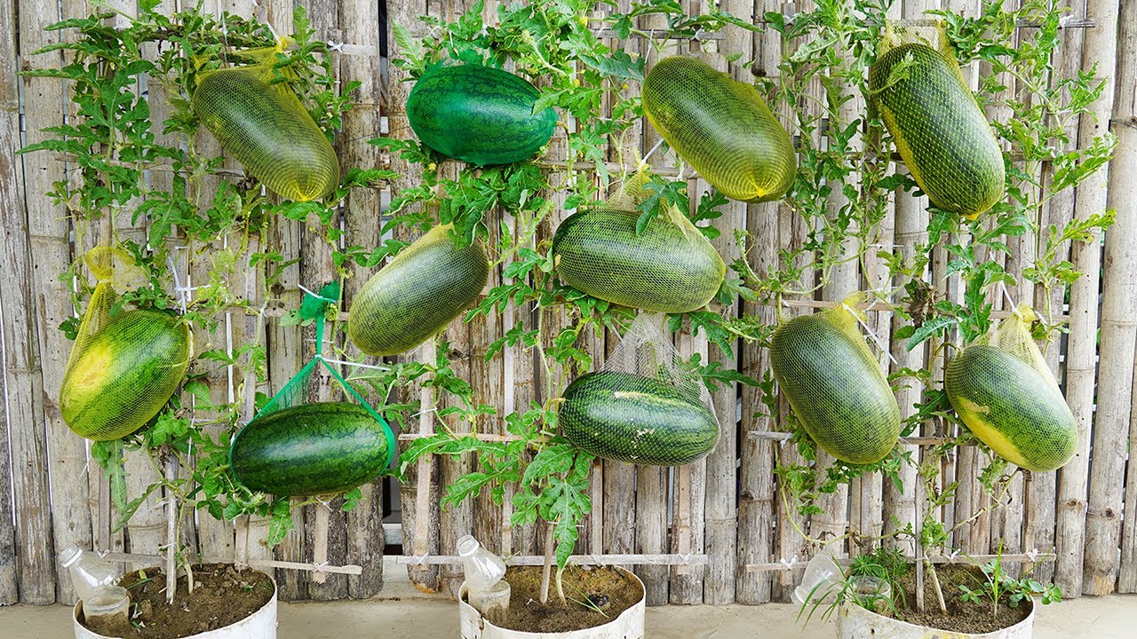 Growing Watermelons In Plastic Containers Is Easy And Produces A Lot Of Fruit!