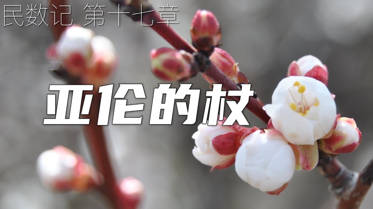 一起读圣经372 - 亚伦的杖：枯木结实的神迹 - 民数记 第十七章